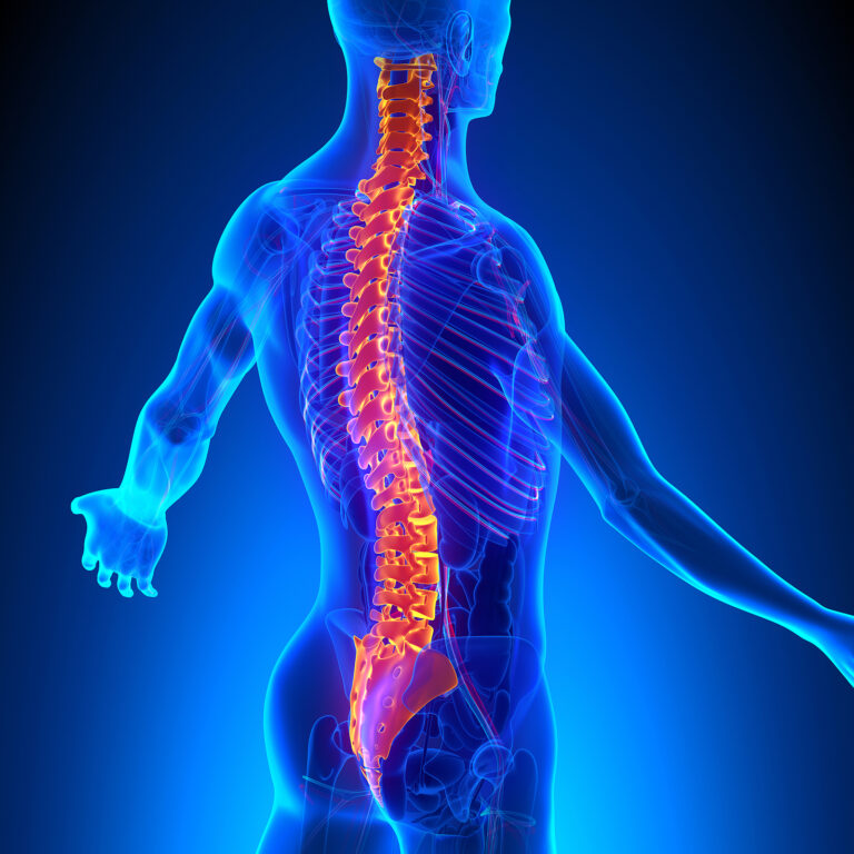 Vertebrae and circulatory system anatomy, illustrating the body's nerve and metabolic pathways