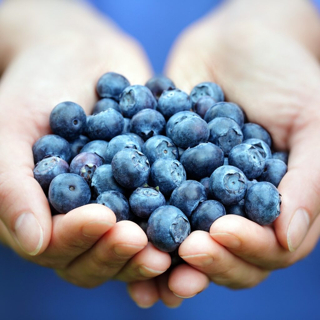 Handful of fresh blueberries for adding whole fruit to a smoothie
